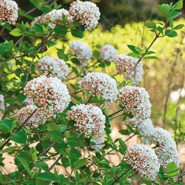 گل بداغ/ ویبورنوم Viburnum