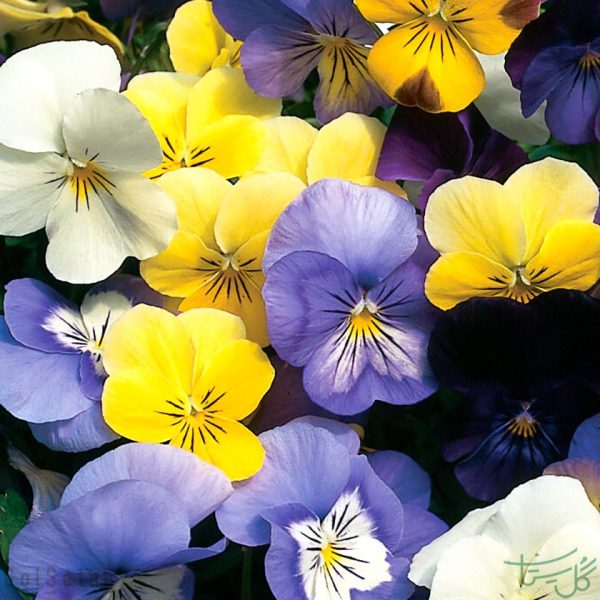 گل بنفشه Viola(Pansy )