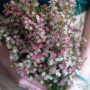 دسته گل مومی Waxflower
