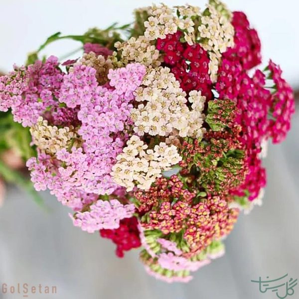 گل بومادران Yarrow