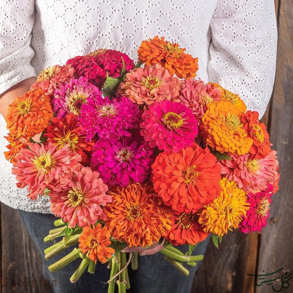 گل آهار Zinnias