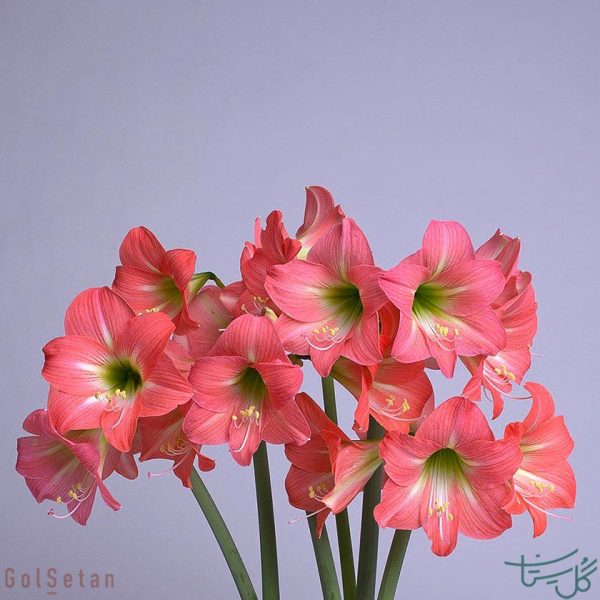 گل شاخه بریده آماریلیس بلادونا amaryllis belladonna