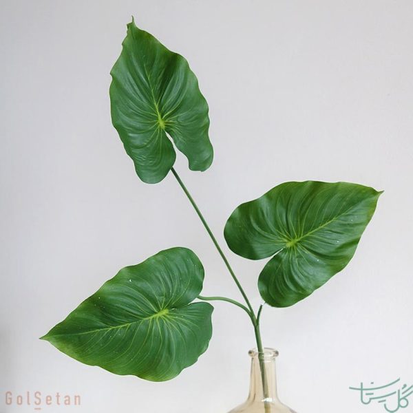 برگ گل آنتوریوم anthurium