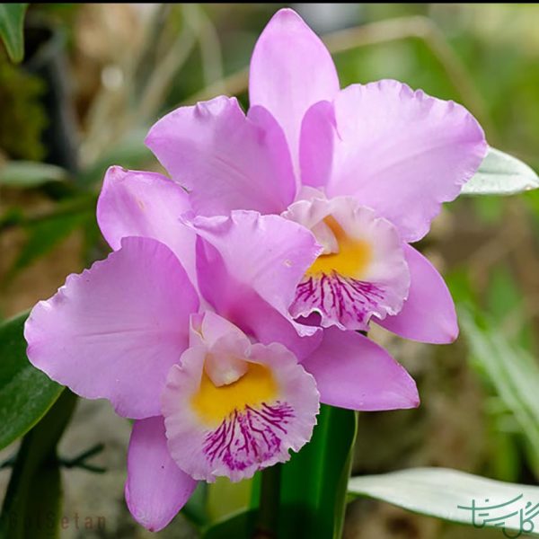 گل ارکیده کاتالیا cattleya orchid