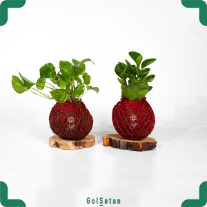 کوکداما پتوس و قاشقی با کنف قرمز