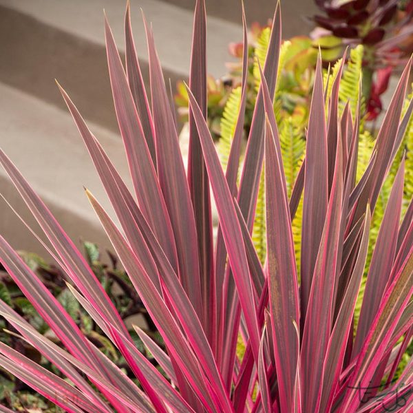 برگ کوردلین cordyline
