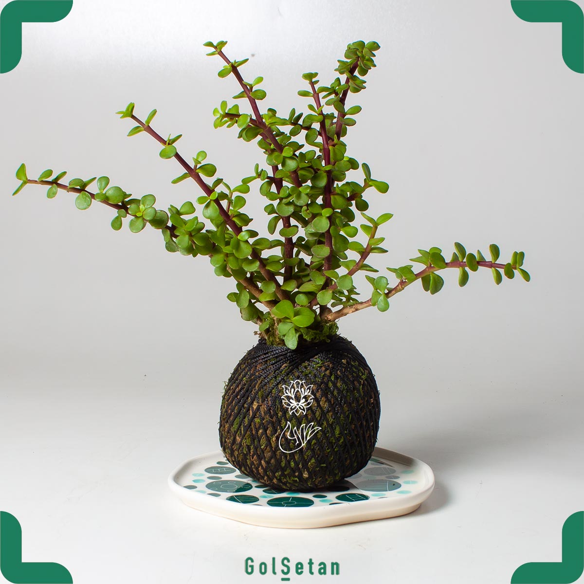 crassula-portulaca-kokedama-black گیاه کوکداما خرفه ای با ریسه سیاه