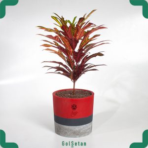 کروتون پترا با رنگ های پاییزی با روش نگهداری کروتون