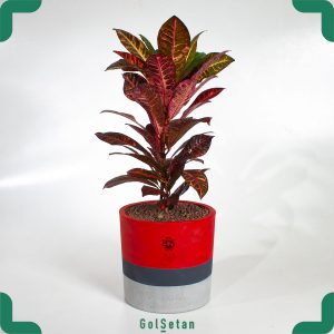 گیاه آپارتمانی کروتون