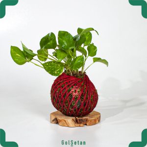 گیاه کوکداما پوتوس