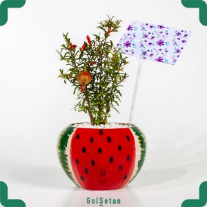 گیاه انار مینیاتوری