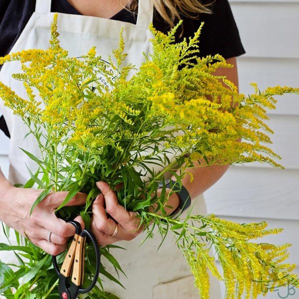 گل آبشار طلایی/ علف طلایی goldenrods