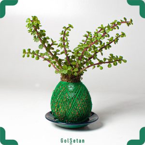 توپ خزه سبز با نخ سبز و گیاه خرفه ای