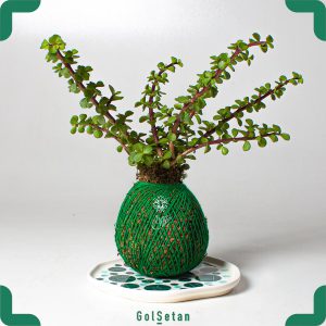 توپ خزه سبز رنگ با گیاه کراسولا