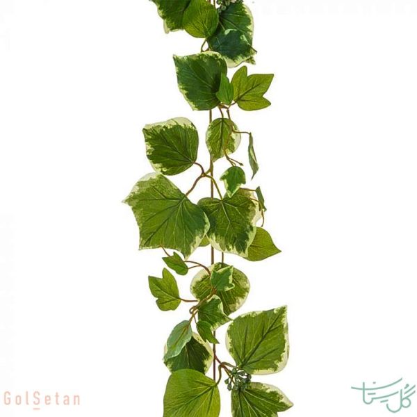 برگ پاپیتال Hedera helix, ivy