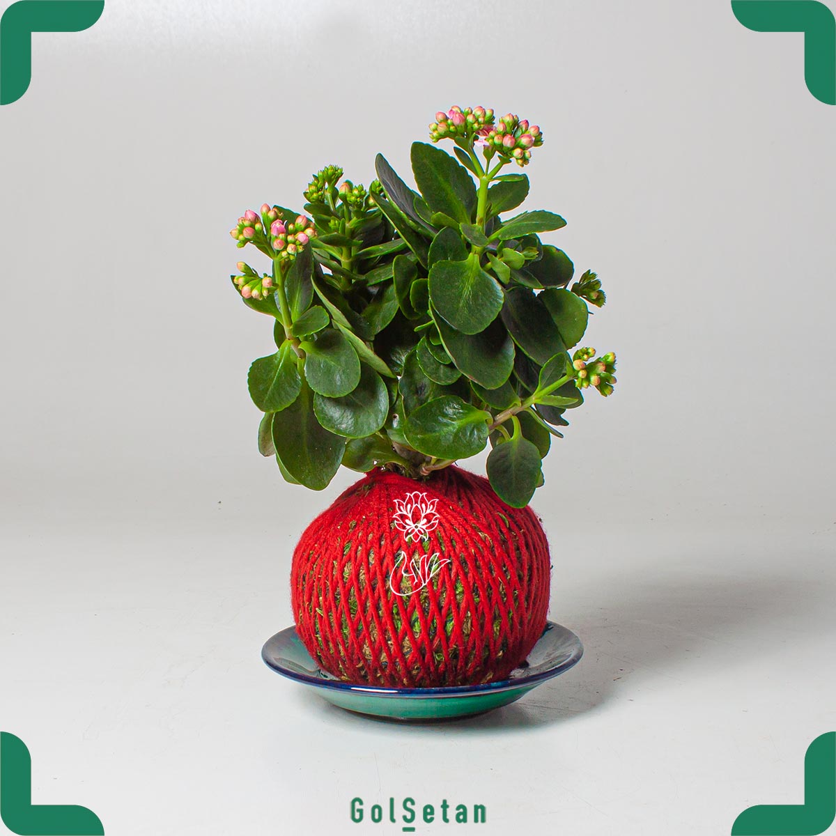 kokedama-kalanchoe-red توپ خزه گلدار کالانکوئه