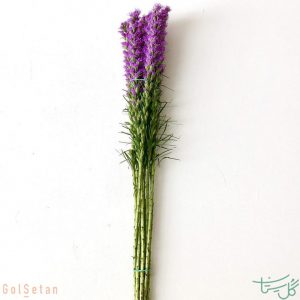 ساقه گل لیاتریس Liatris