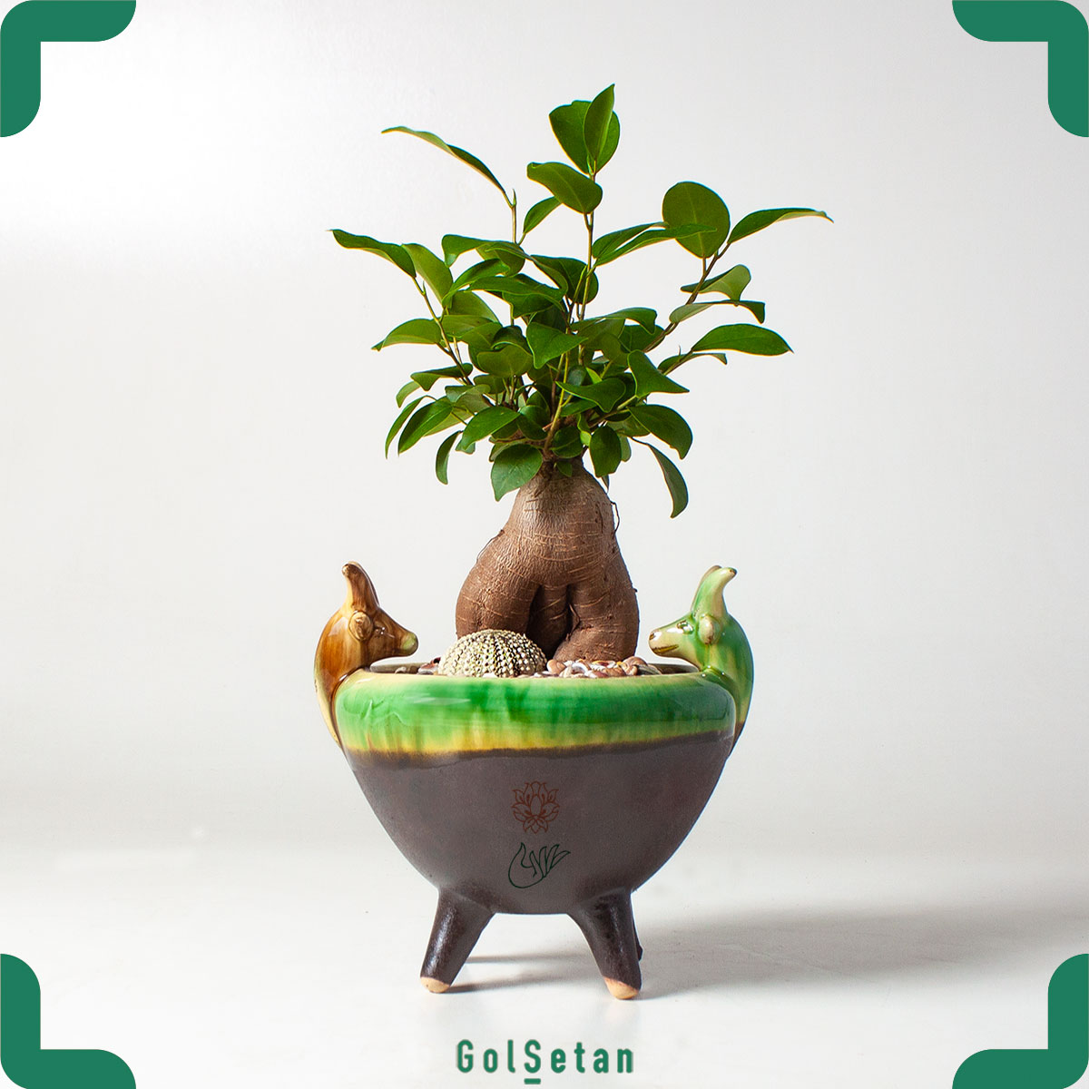 luxury-pot-ginseng-bonsai.jpg