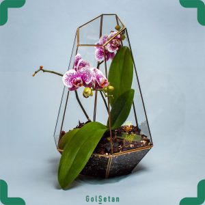 گلدان گل ارکیده مینیاتوری سفید بنفش
