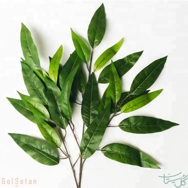 برگ زیتونی olive leave