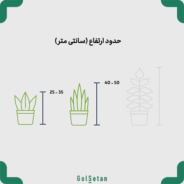 سایز گیاهان مناسب برای هدیه شب یلدا