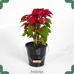 گیاه کریسمس یا بنت قنسول