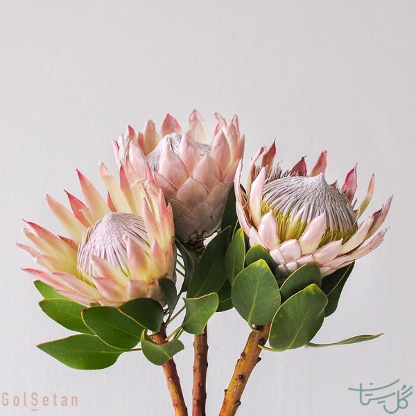 گل پروتیا (شکرپاره پادشاه) Protea
