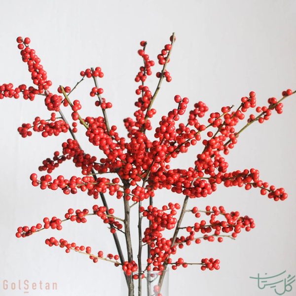 پریکانتیا pyracantha