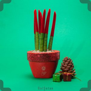 گیاه سانسوریا نیزه ای قرمز با گلدان بتنی