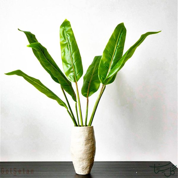 برگ استرلیتزیا strelitzia