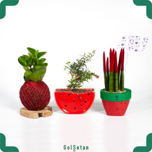 گیاهان شب یلدا