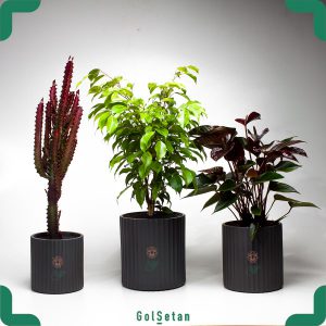 پکیج گیاهان آپارتمانی خاص