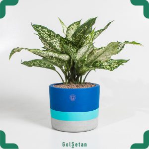 آگلونما ابلق