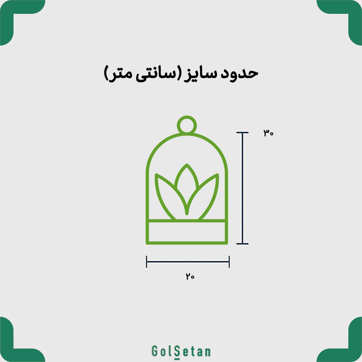 bonsai-terrarium-with-castle-theme-size سایز تراریوم بونسای قلعه