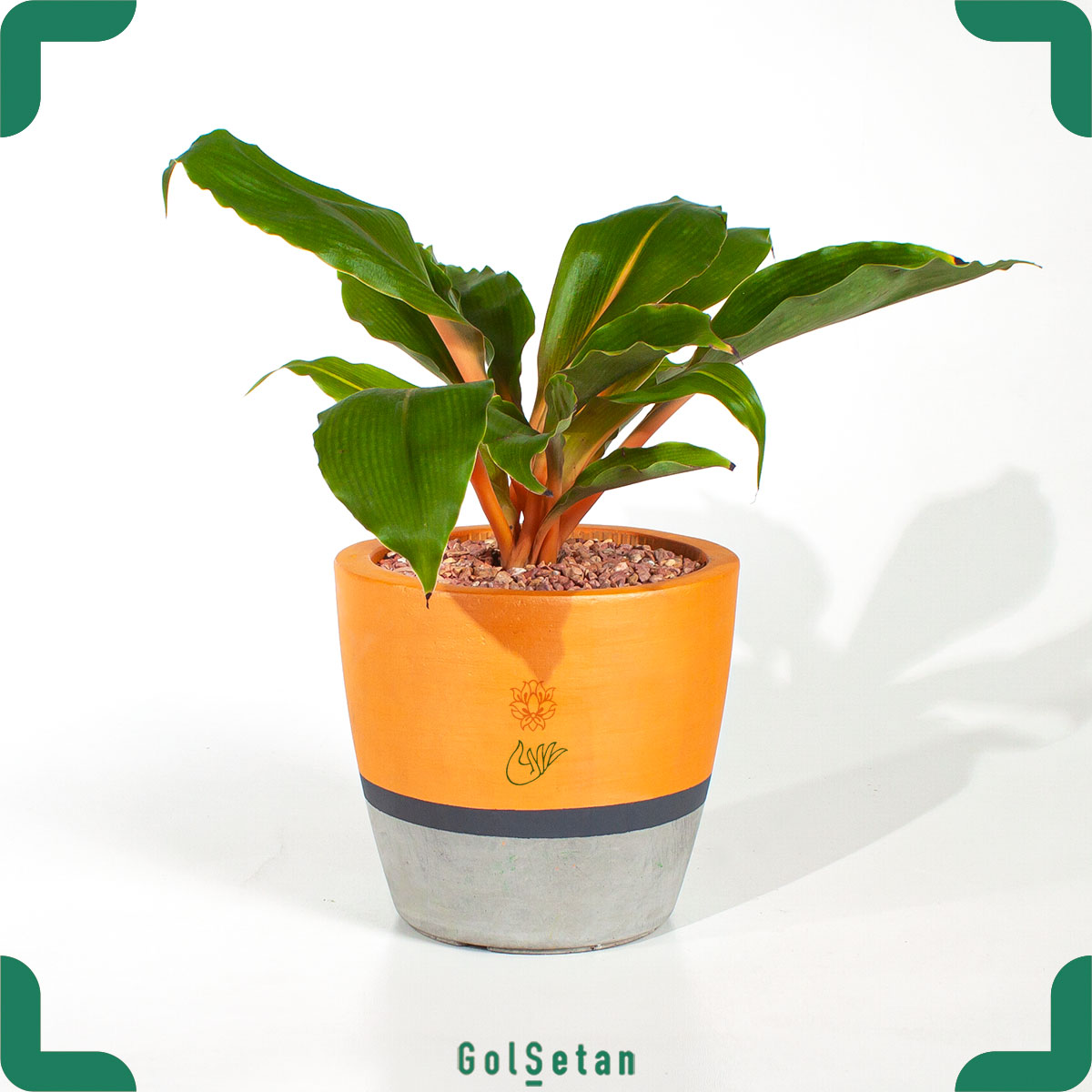 dracena-flamingo-in-three-color-concrete-pot دراسنا فلامینگو