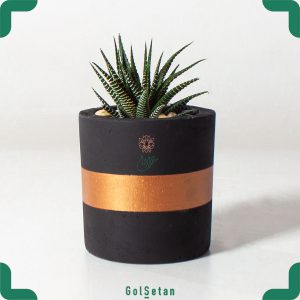 هاورتیا گورخری گلدان بتنی