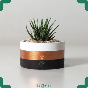 هاورتیا گورخری گلدان بتنی کوچک