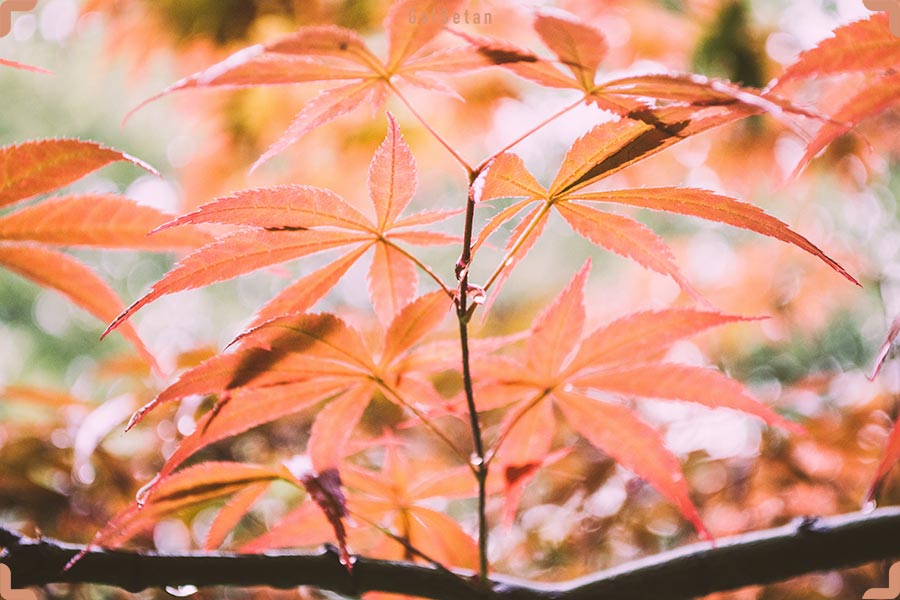 برگ های افرا ژاپنی