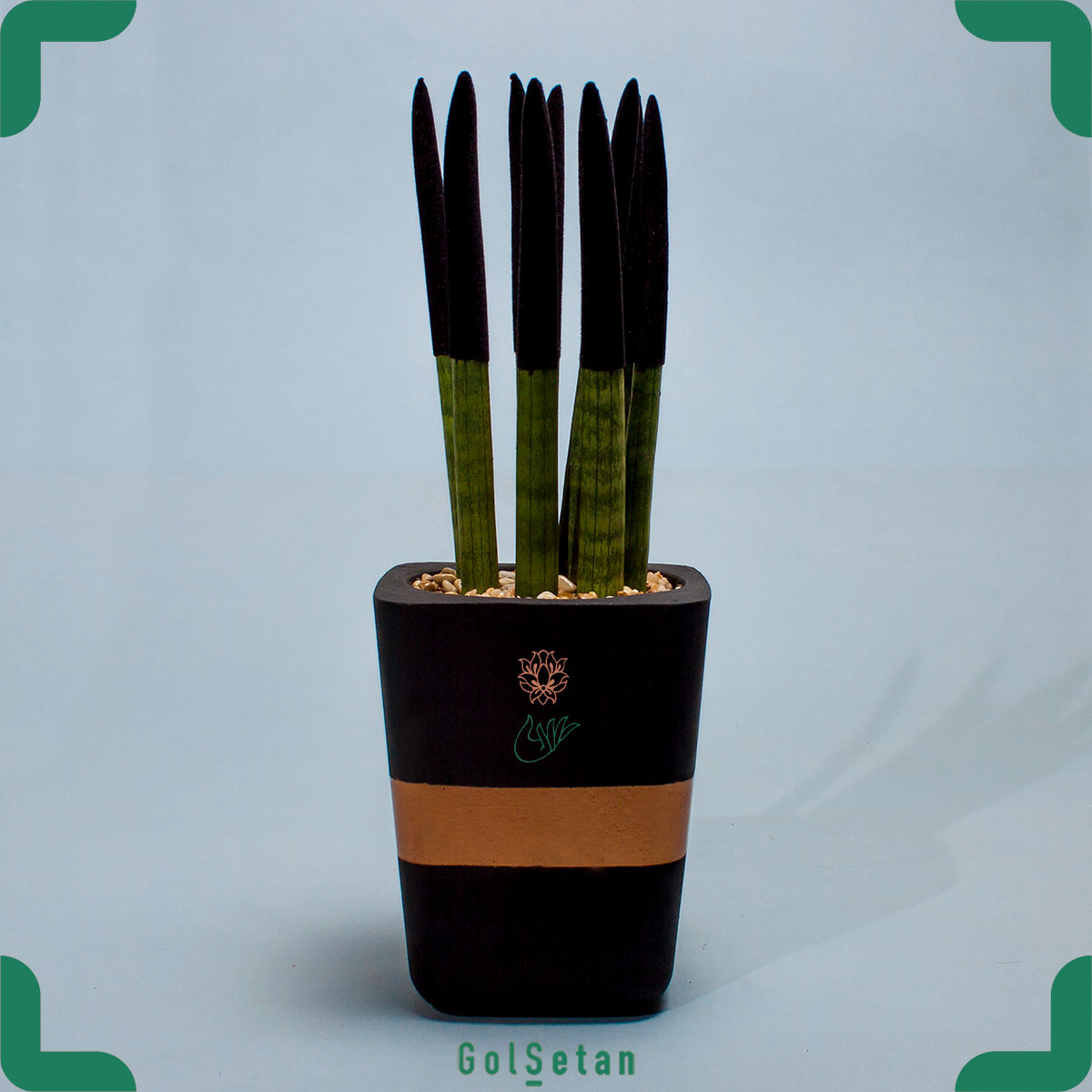sansevieria-cylindrica-black-in-concrete-pot سانسوریا نیزه ای سیاه (مشکی)