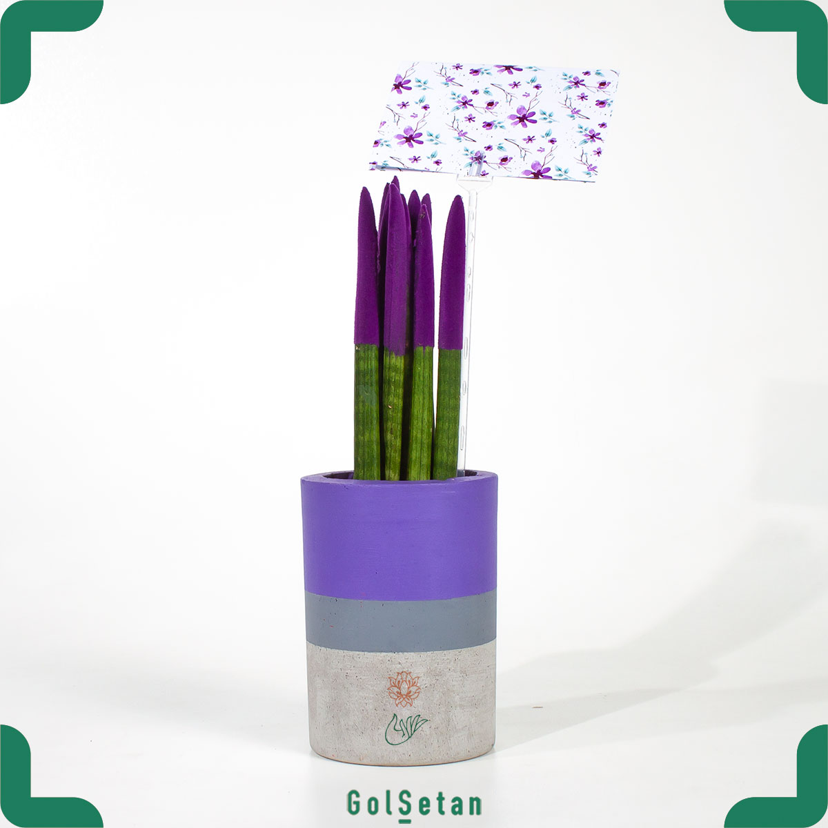 sansevieria-cylindrica-purple-in-concrete-pot سانسوریا نیزه ای بنفش با کارت تزئینی