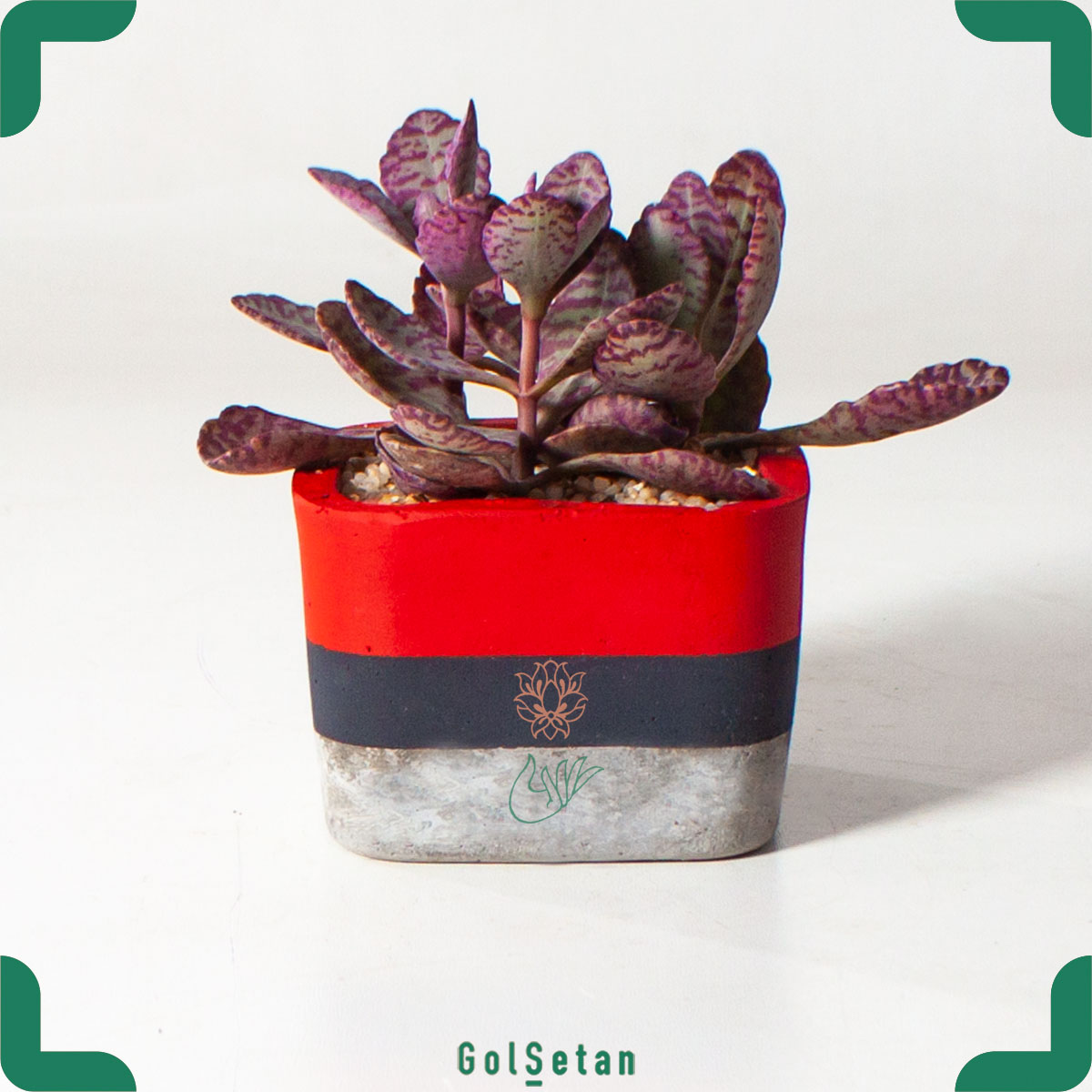 succulent-kalankoe-homilis-in-concrete-pot ساکولنت کالانکوئه هومیلیس