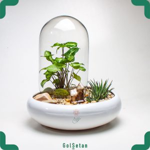 تراریوم سینگونیوم و هاورتیا