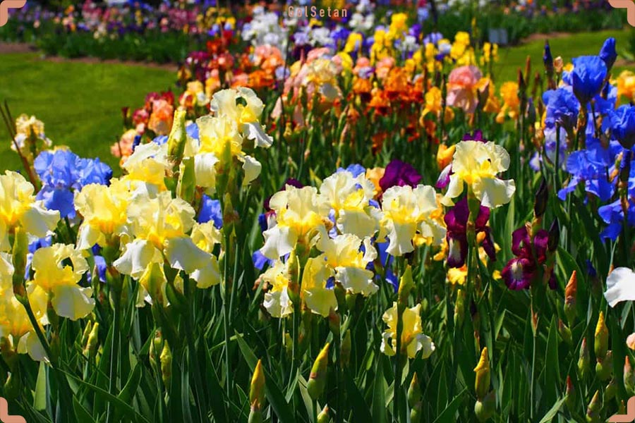 درباره گل زنبق یا آیریس (Iris) بیشتر بدانید | گُل‌سِتان