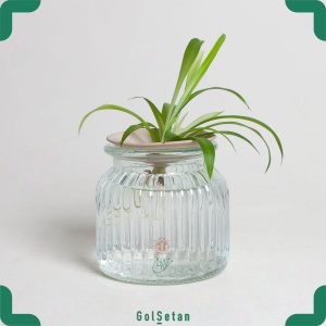 گیاه گندمی تصفیه کننده هوا