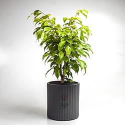 خرید گیاه آپارتمانی