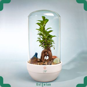 تراریوم بونسای جنسینگ سرامیکی