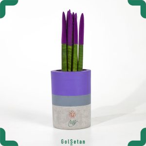 سانسوریا نیزه ای رنگی بنفش