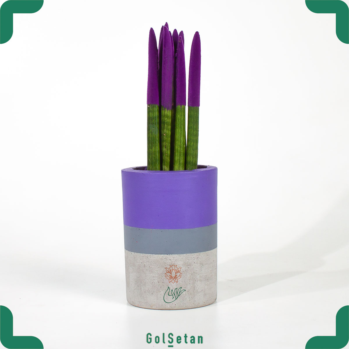 sansevieria-cylindrica-purple-in-concrete-pot سانسوریا نیزه ای رنگی بنفش