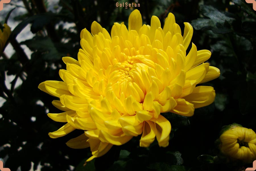 گل داوودی زرد