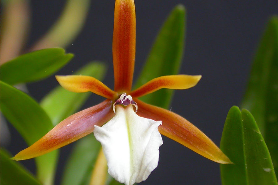 معرفی ارکیده انسیکلیا Encyclia Orchids